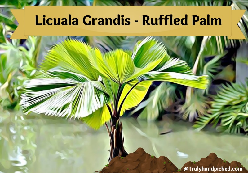Licuala Grandis Ruffled Palm Indoor Large Plant