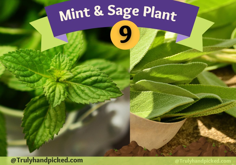 Mint and Sage Flies Repelling Plant Pictures