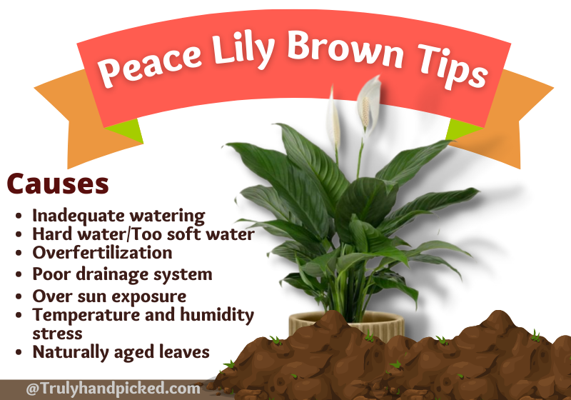 Peace Lily Brown Leaves Causes and Solutions