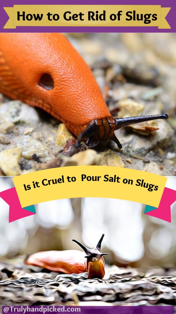 Pinterest Image How to Get Rid of Slugs
