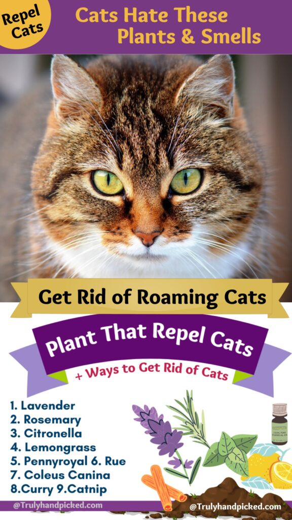 Pinterest Image How to get rid of cats - plants and smells that repel cats