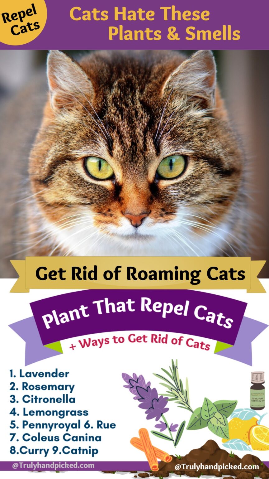 14 Scents Cats Hate Plants that Repel Cats (Pleasant Fragrance)