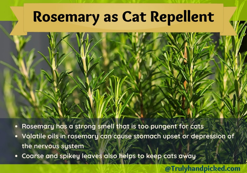 Plant Rosemary as a Cat Repellent