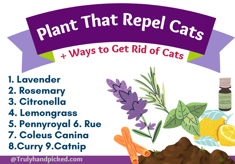 Plants that repel cats - getting rid of cats from your yard