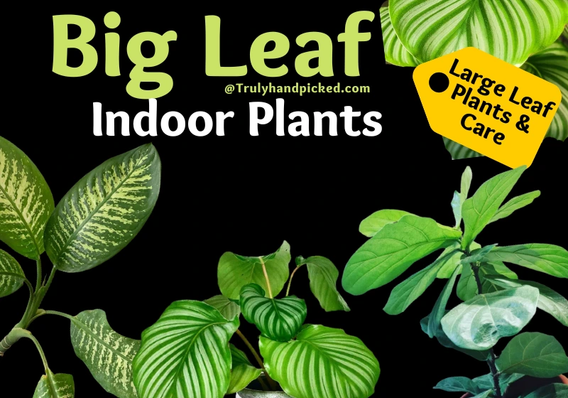 Plants with Big Leaves - Large Leaf Houseplants Quick Care