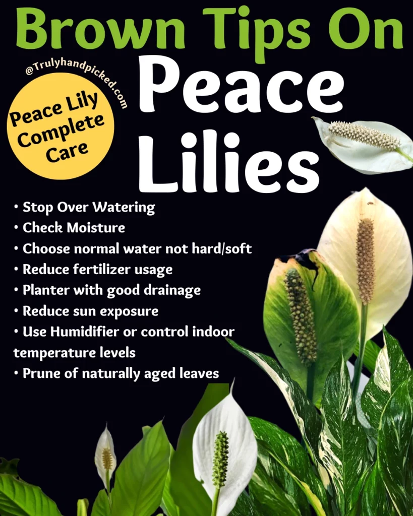 Reasons and Fix Peace lily brown tips how to care for leaves turning brown