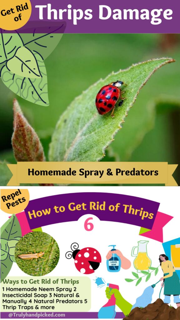 Save to Pinterest Image Repel Thrips and Thrips Treatment