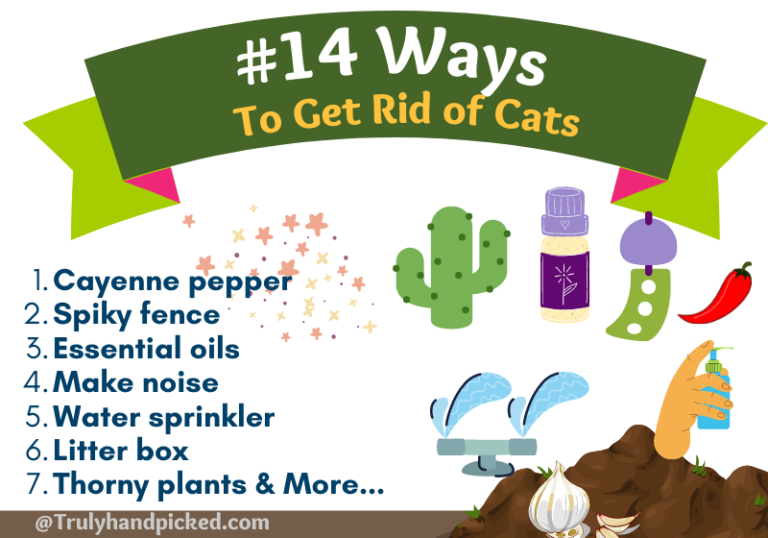 14 Scents Cats Hate Plants that Repel Cats (Pleasant Fragrance)
