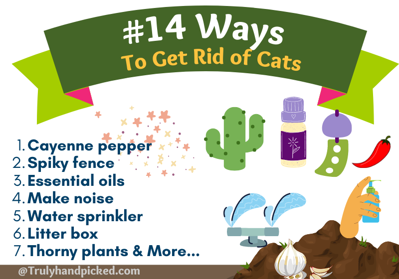 Smells cat hate and ways to get rid of cats