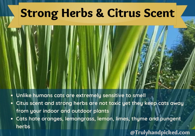 Cats hate citrus scent and strong herbs use it to keep cats away