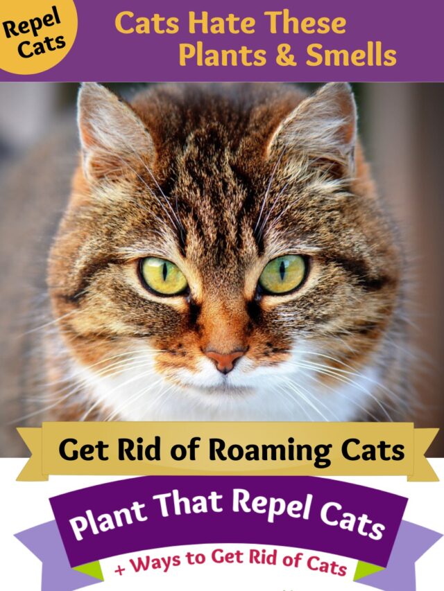 Pinterest Image How to get rid of cats - plants and smells that repel cats