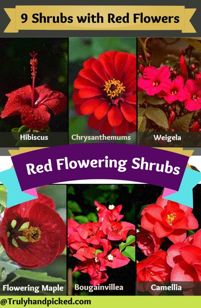 9 Best Shrubs for Your Garden with Red Flowers