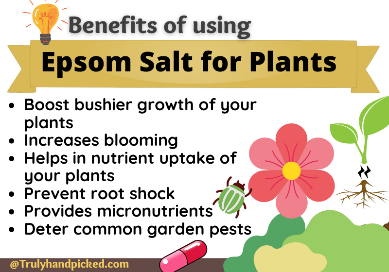 Benefits of using Epsom salt for plants