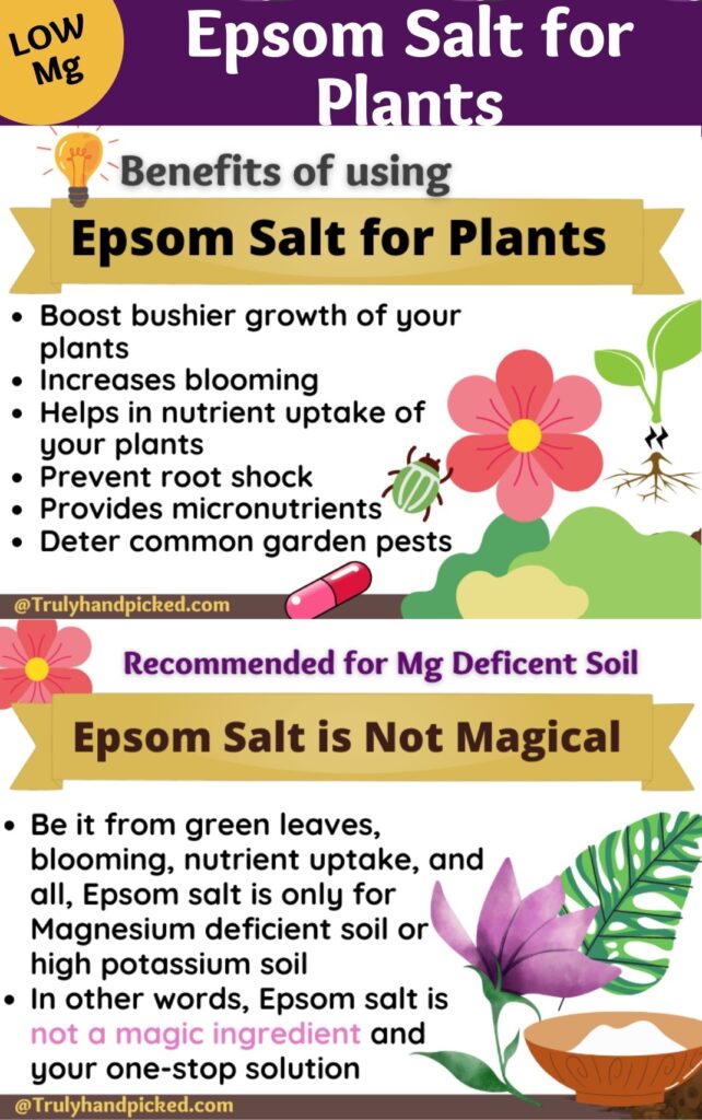 Pinterest Image Epsom for plants and when to use Epsom salts