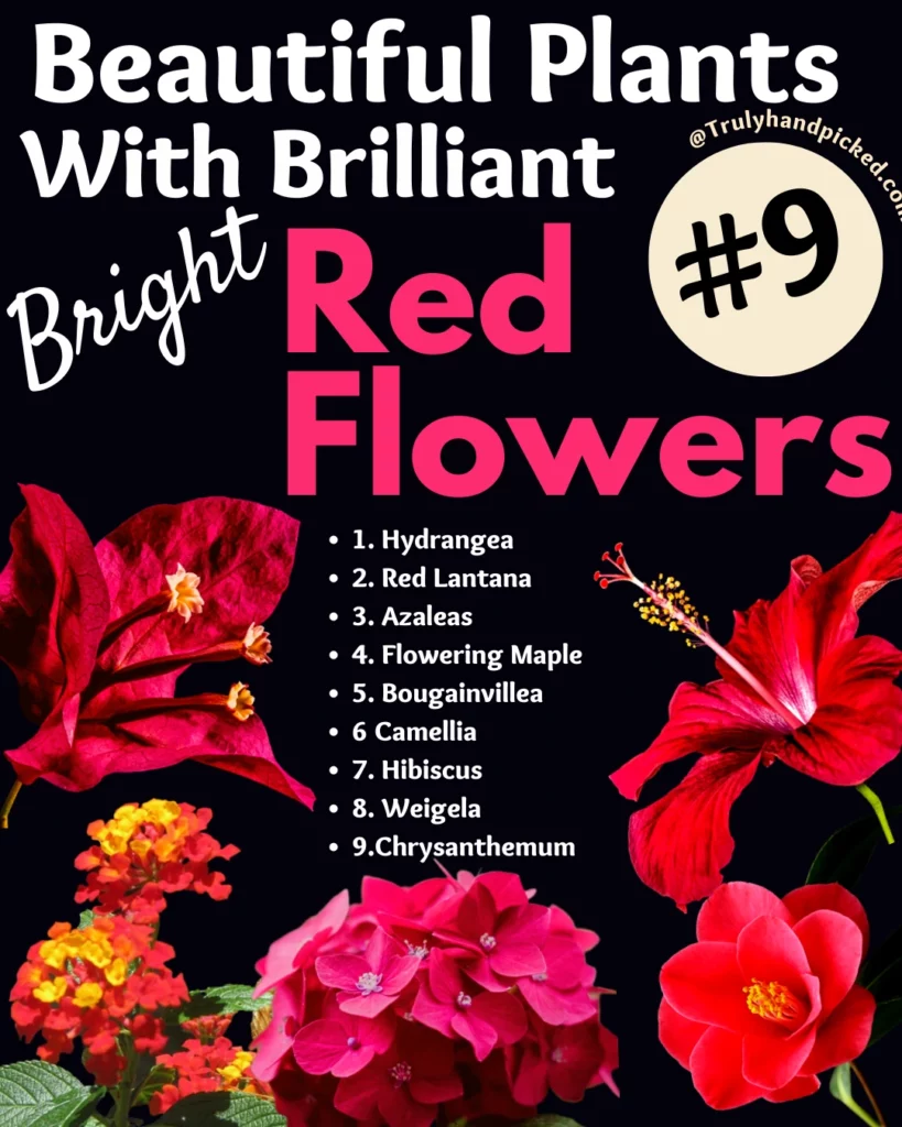 Plants with red flowers bright red flowering hardy shrubs for garden