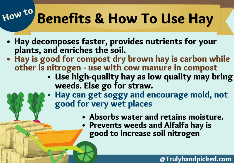 Benefits of Using Hay and How to Use Hay in Mulching