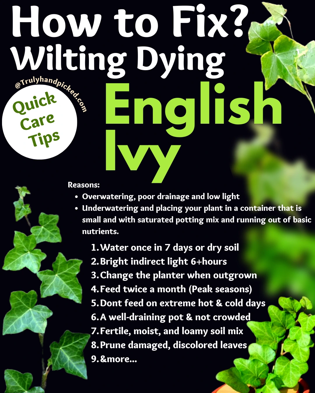 Browning and drooping English ivy how to revive quick care tips