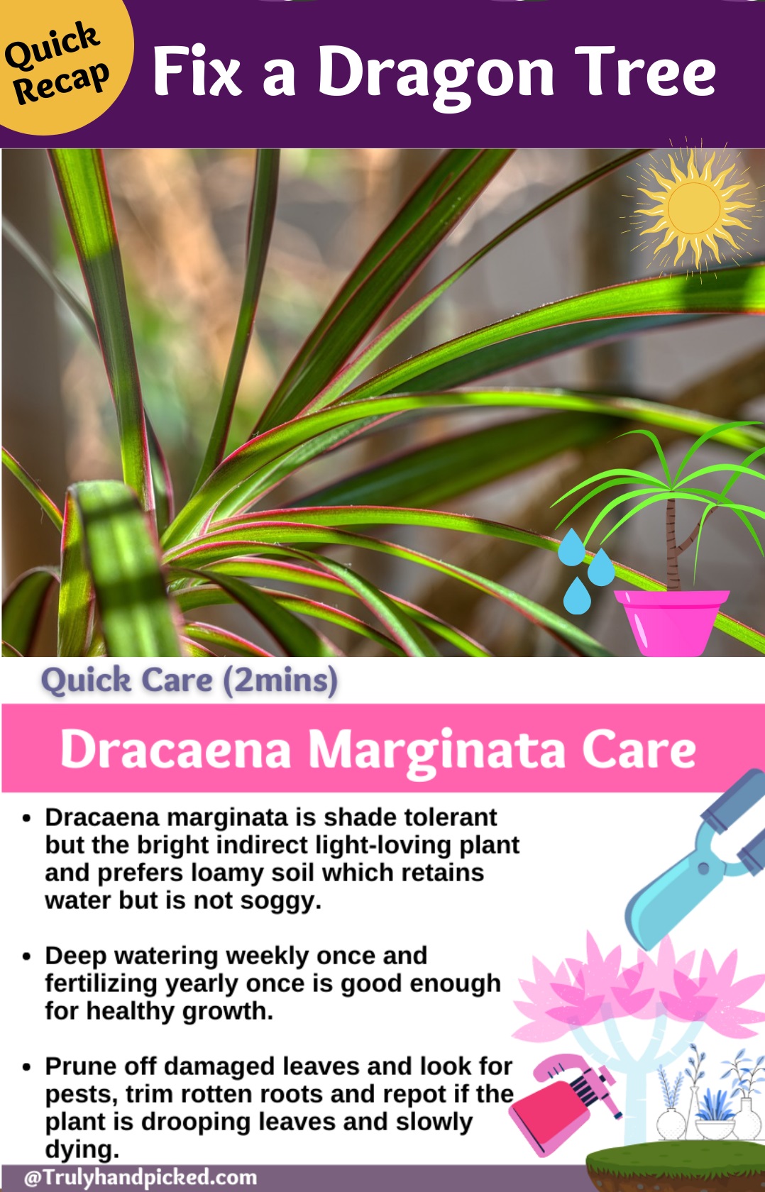Pinterest Image on Dragon Tree Care Soil, Growth Propagation and Overwatered Revival Care