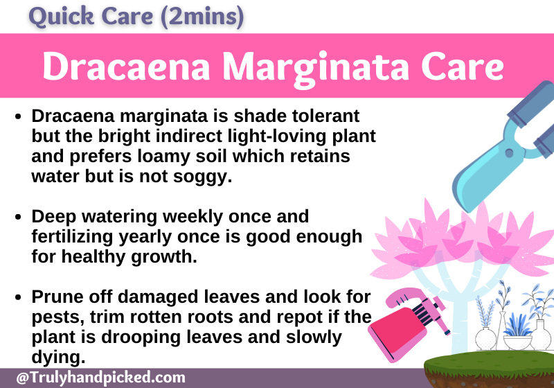 Dragon Tree Dracaena Marginata Care Sunlight Water ad Soil