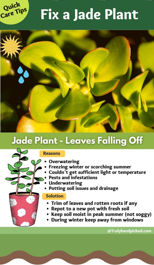 Fix a jade plant leaves falling off - Pinterest Image