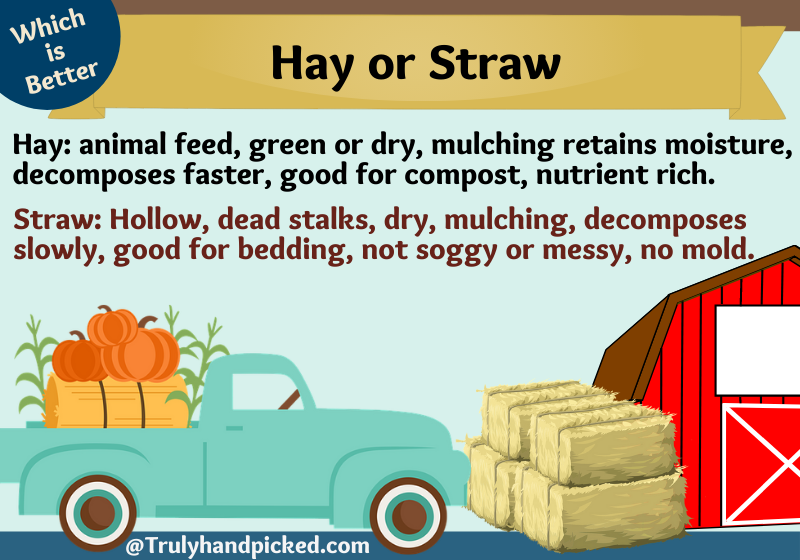 Hay or straw for mulching difference between hay straw for garden