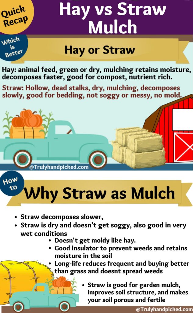 Hay vs straw for mulching pinterest image