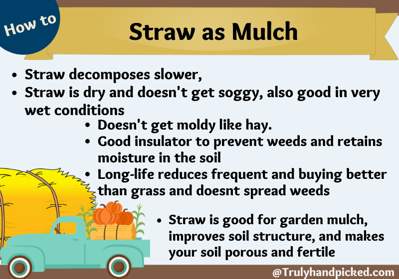 How and why to straw as mulch benefits