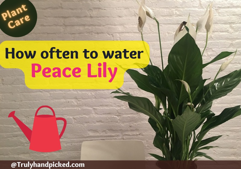How often to water a peace lily plant