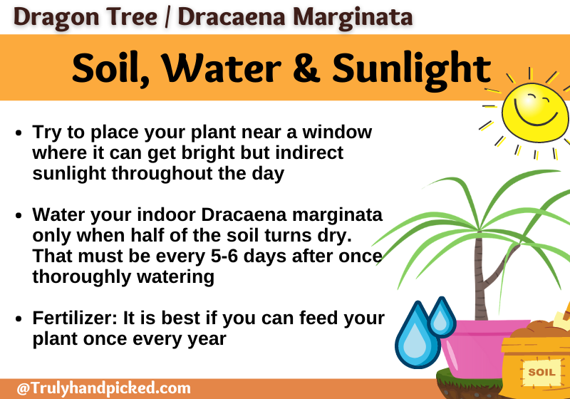 How often to water dragon tree indoor plants sunlight needs