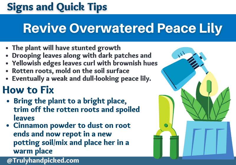 How to Fix an Overwatered Peace Lily Save a Dying Plant