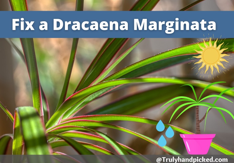 How to Save a Dragon Tree Overwatered Dracaena Marginata Care