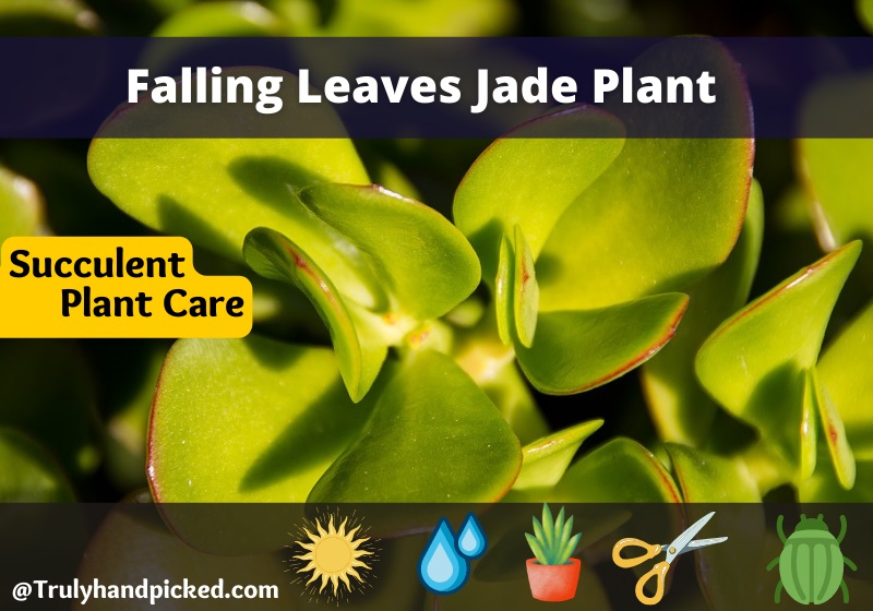 How to care for Jade Plant Soil Sunlight and Watering