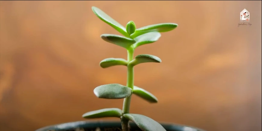 Jade Plant Care - Garden Up Video