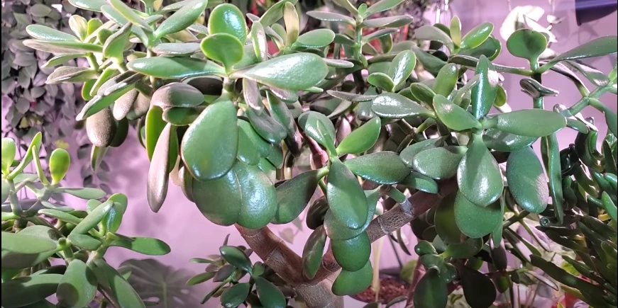 Jade Plant Leaf Care Videos