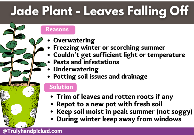 Jade Plant Leaves Falling Off Reasons and Solution