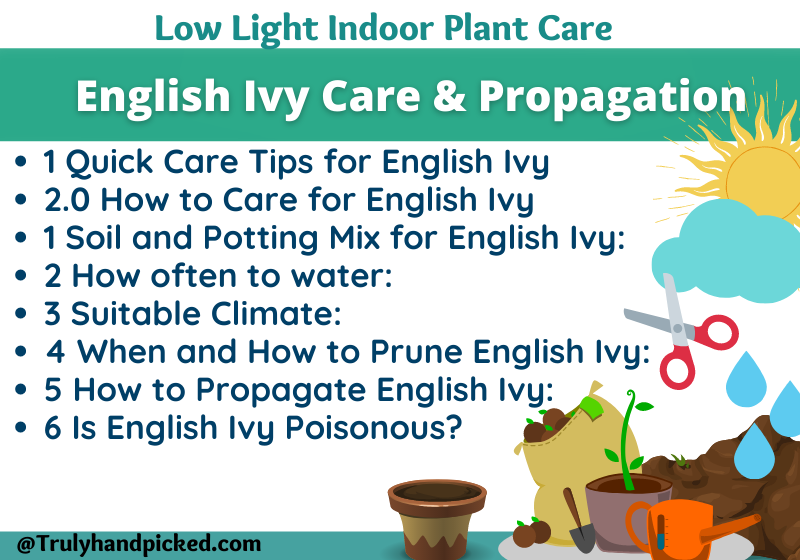 Low light tolerant English Ivy Plant