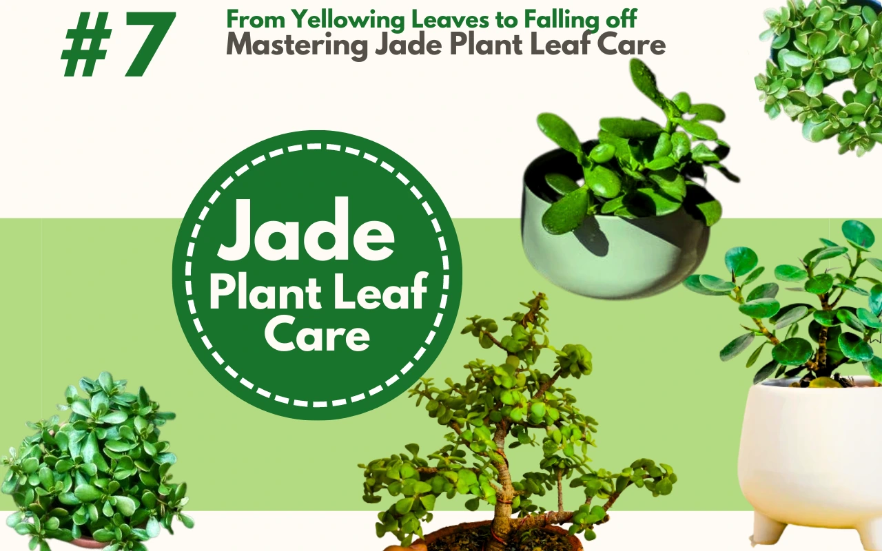 Mastering Jade Plant Leaf Care Complete Care on Leaf Issues