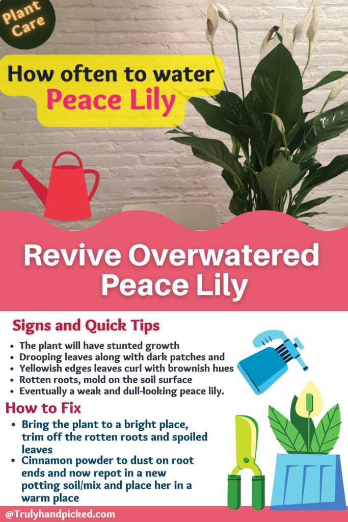Reasons and Fix on Overwatered Peace Lily