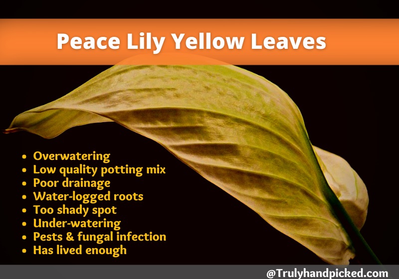Reasons for peace lily yellow leaves how to revive