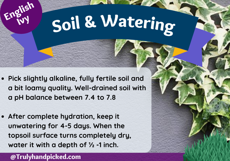 Take care of English Ivy Soil and how often to water