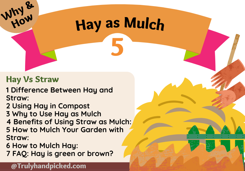 Why to use hay as mulch - using straw and hay in garden