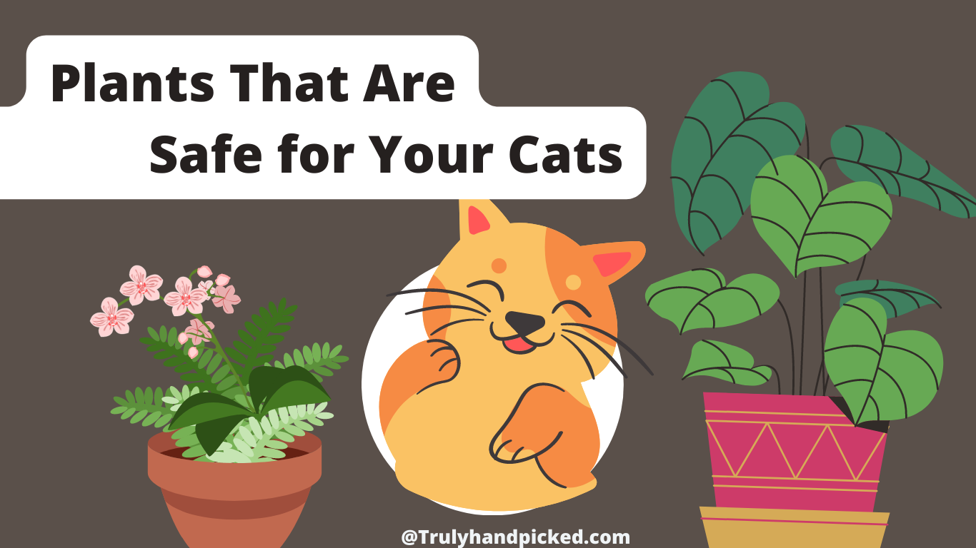 9 Best Houseplants That Are Safe for Cats