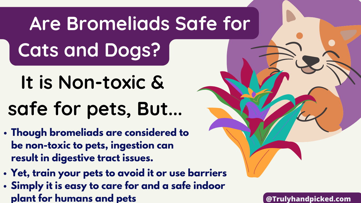 Are Bromeliads Safe for Pets Is it poisonous for dogs and cats