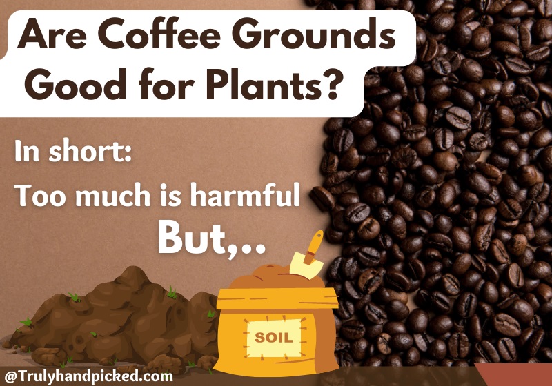 Are Coffee Grounds Good for Plants Using in Compost is Recommended