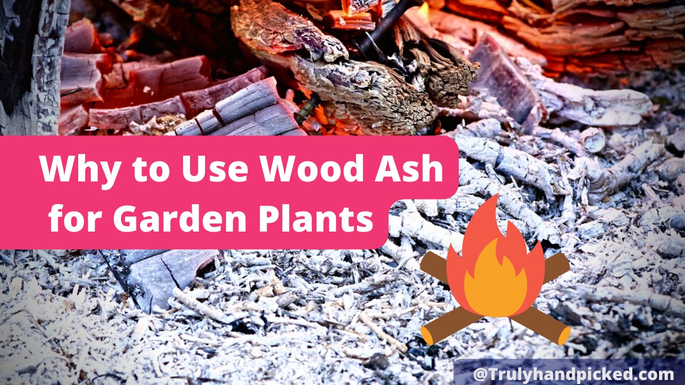 Are Wood ash good for plants how to use