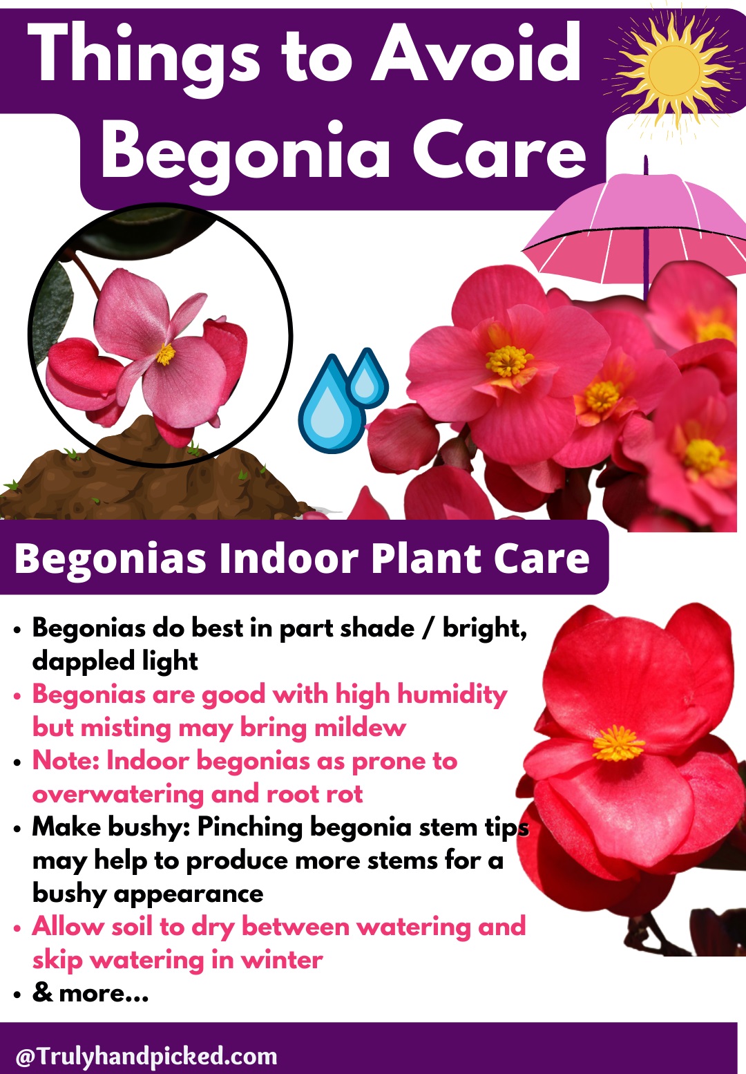 Begonia Care Infographic Pinterest Image