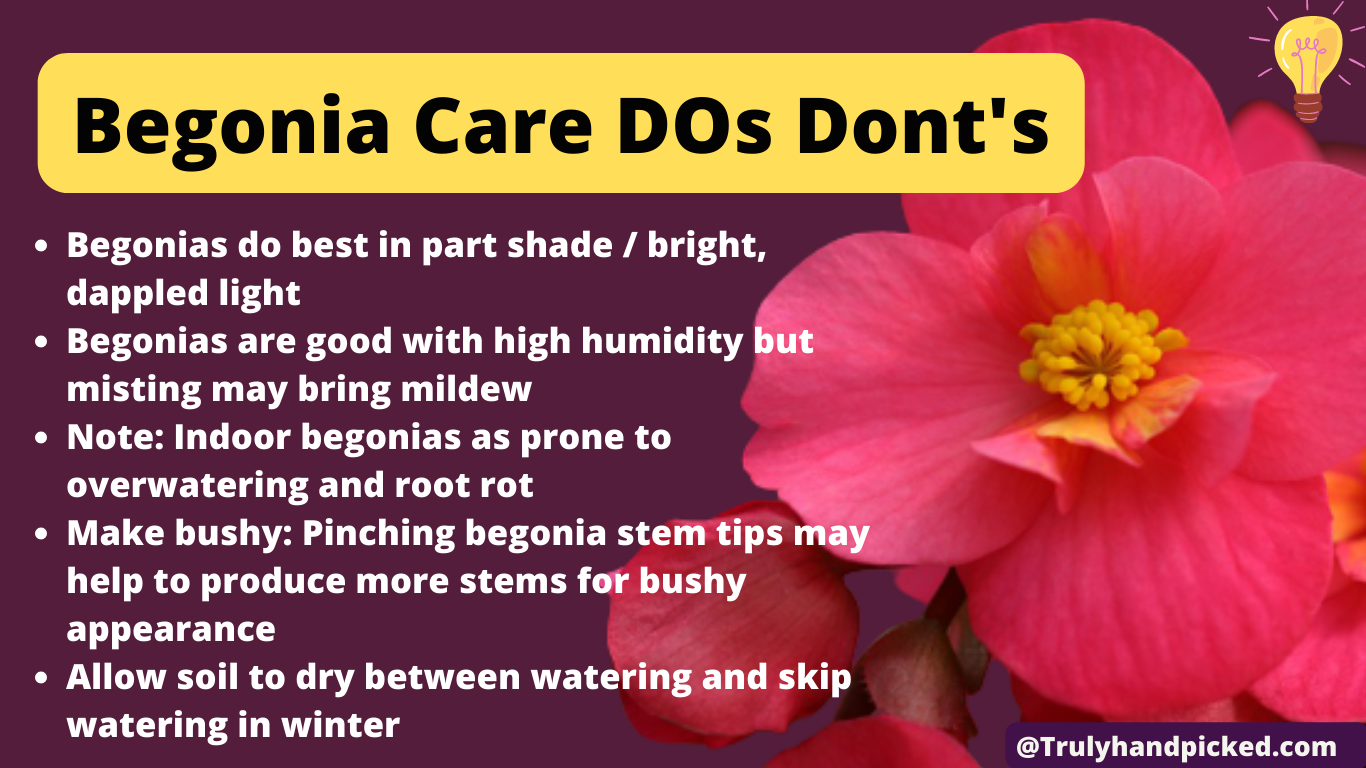 Begonia Dos and Dont's on Light and watering