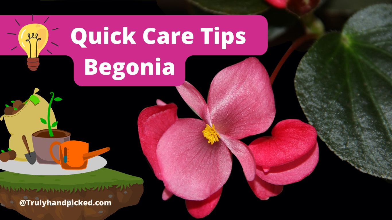 Begonia Plants Quick Care Tips How to Care for