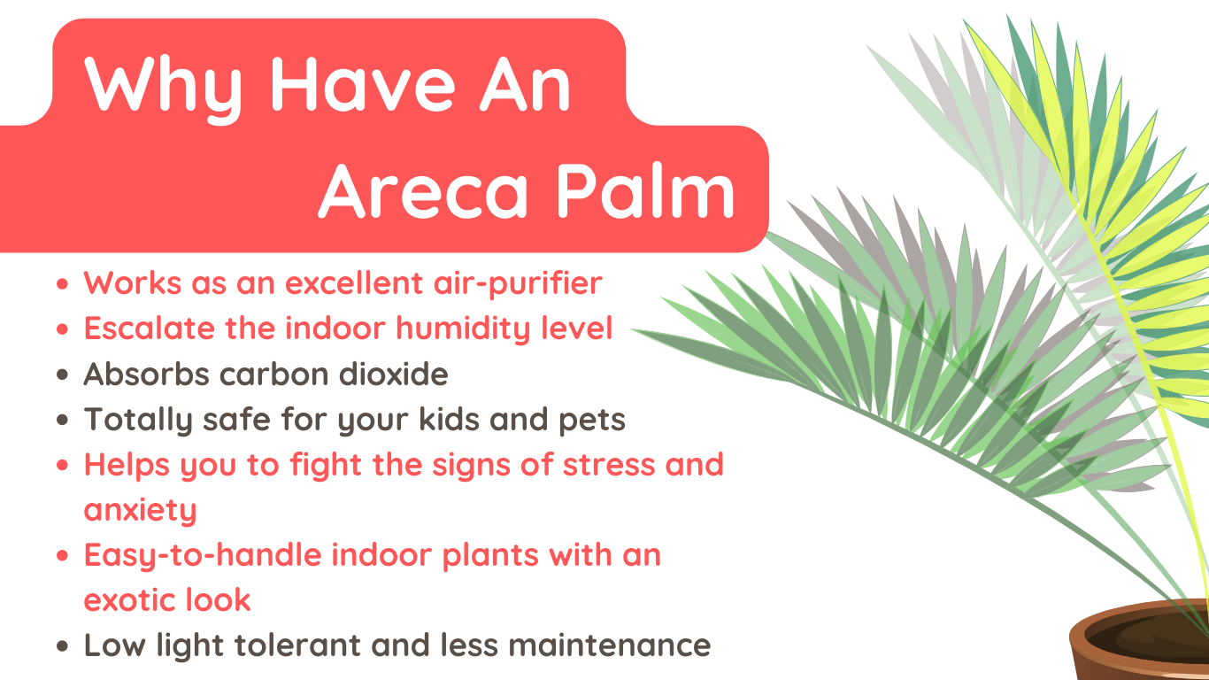 Benefits of Growing Areca Palm