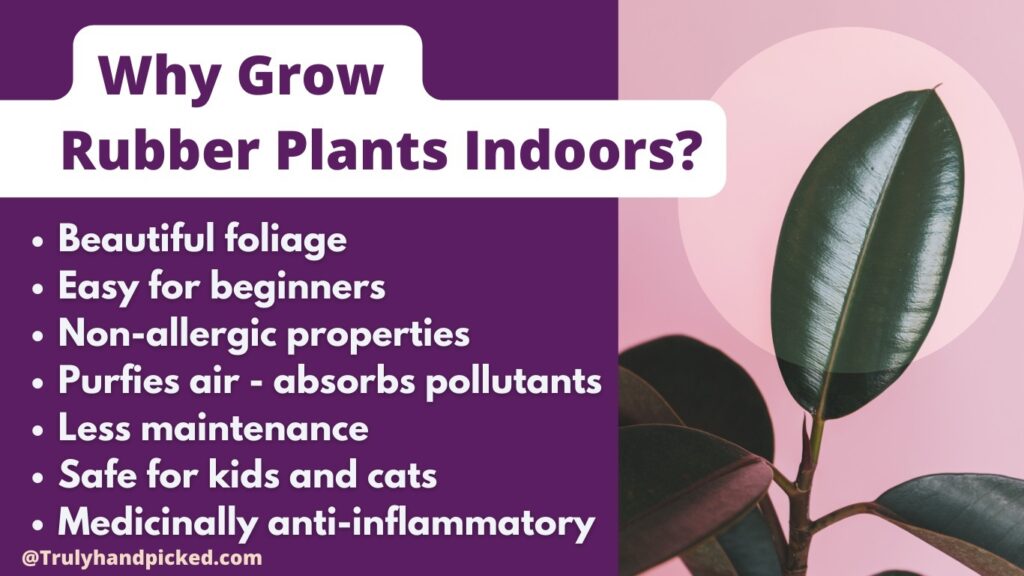 Low Light Tolerant Rubber Plant Care Ficus Elastica Propagation